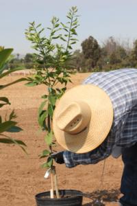 Fig. 1. Nursery stock in GWSS-infested areas must be inspected to ensure that this invasive pest isn’t moved in plant shipments. Photo: Matt Daugherty