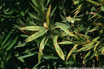 Fig. 1. Yellow, brown, dying leaf margins are symptoms of bacterial leaf scorch caused by Xylella fastidiosa. Photo: Jack Kelly Clark.