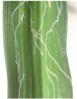 Fig. 1. Daylily leafminer mines. Photo: Linda Sue Barnes.