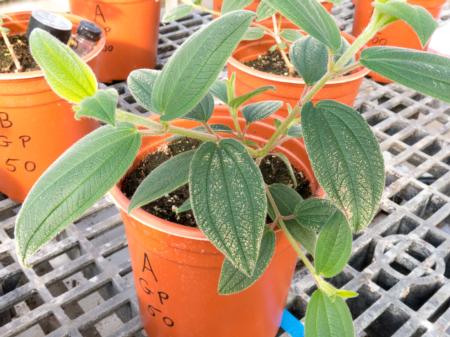 Edema Tibouchina 1