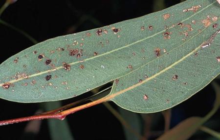 SciencetoGrower_edema on eucalyptus