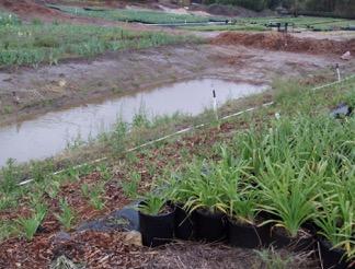 Fig. 6. A sediment basin temporarily detains sediment-laden runoff under quiescent conditions, allowing sediment to settle out.  Photo: J.P. Newman.