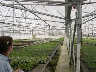 Fig. 3. Semi-automated propagation of cuttings grown in a greenhouse. Photo: J. Bethke.