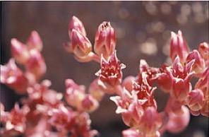 Fig. 2. Sedum laxum ssp eastwoodiae, red mountain stonecrop, is a native to southwestern Oregon and northwestern California. It is rarely available in