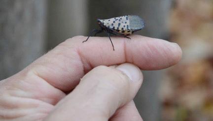 Fig. 1. Adult spotted lanternfly. Photo: courtesy of Peter J. Jentsch, Cornell University.