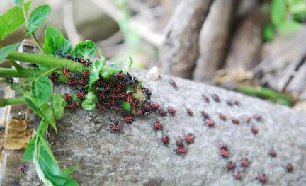 Fig. 2. Spotted lanternfly aggregation on tree bark. Photo: Lawrence Barringer, Pennsylvania Department of Agriculture, Bugwood.org.