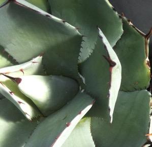 Fig. 1. Agave mealybug at the base of agave leaves. These small potted plants were used in a trial while they were under quarantine. Photo: J. Bethke.