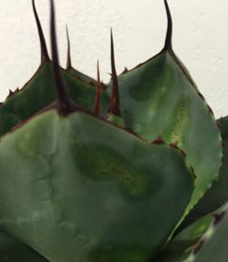 Fig. 4. Eriophyid mite damage on agave. This damage occurred while the leaves were pressed up against the growing point. The brown discoloration is si