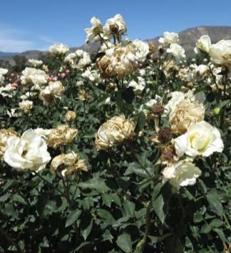 Fig 1.  Botrytis blight rots rose flower buds and turns flower petals brown. Photo: J. Downer.