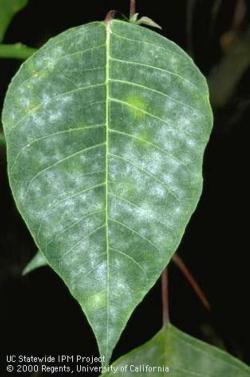 White conidia of powdery mildew on poinsettia leaves.