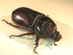 Adult coconut rhinoceros beetle, Oryctes rhinoceros (L.). Photo: Mark Schmaedick, Entomologist, Land Grant Program, American Samoa Community College.