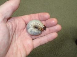 Coconut rhinoceros beetle, Oryctes rhinoceros (L.) larva. Photo: Mark Schmaedick, Entomologist, Land Grant Program, American Samoa Community College.