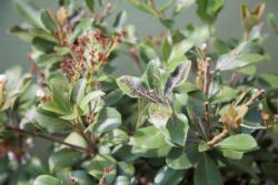 Chilli thrips damage to terminal growth of Indian hawthorn. Photo: Lance S. Osborne, University of Florida.