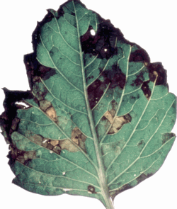 Dahlia leaf with lesions caused by foliar nematodes