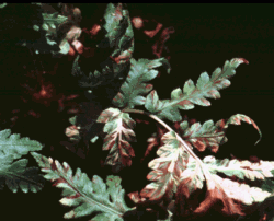 Fern frond damaged by foliar nematodes