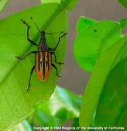 Diaprepes root weevil adult on citrus