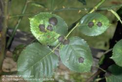 Rose leaf with black spot infection