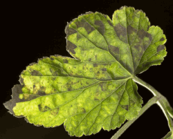 Foliar nematode symptoms on anemone