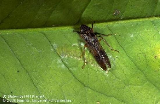 GWSS adult with eggs