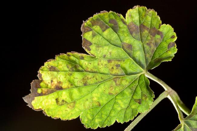 Foliar nema on anemone