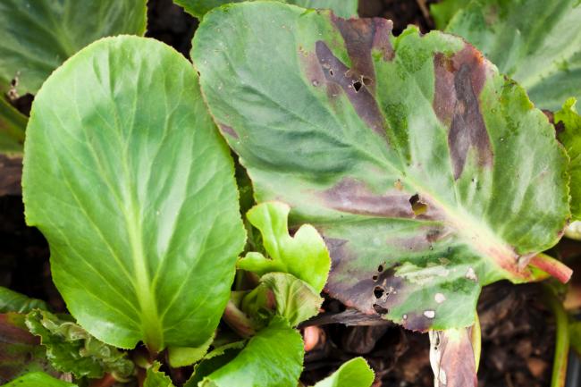 foliar nematode on bergenia