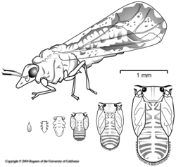 ACP Fig 1