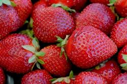 freshlypickedstrawberries