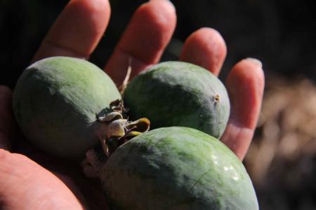Pineapple Guava (Feijoa sellowiana) grown at WOW (West Oakland Woodland) Farm.