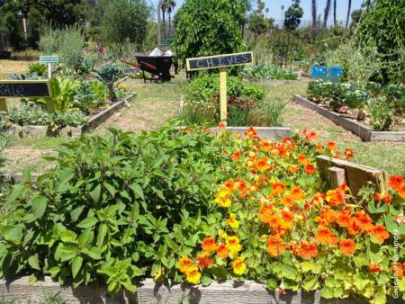 Community Garden in Los Angeles County