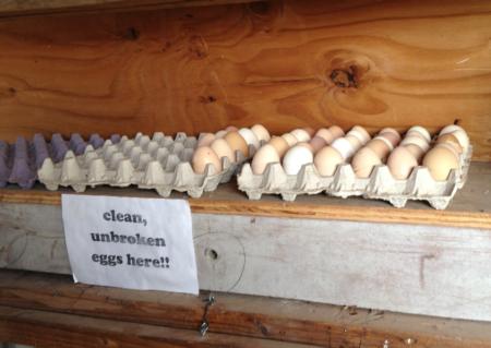 Treasure Island Chicken Coop Eggs