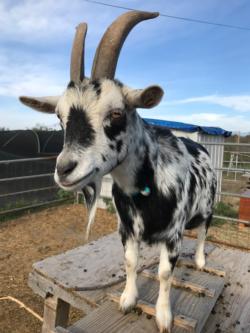 Goat at Wild Willows Farm in San Diego
