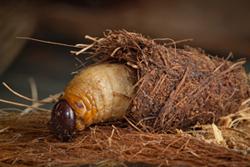 Red_Palm_Weevil_larva-cocoon_Photo_by M.Lewis