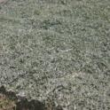 California Aster (Core-throgyne filaginifolia ‘Silver Carpet’)