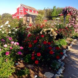 Rose Garden at the Hansen Agricultural REC