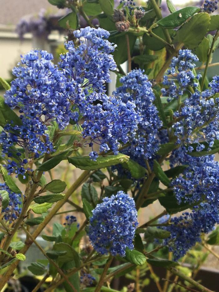 Ceanothus-Small-rotated