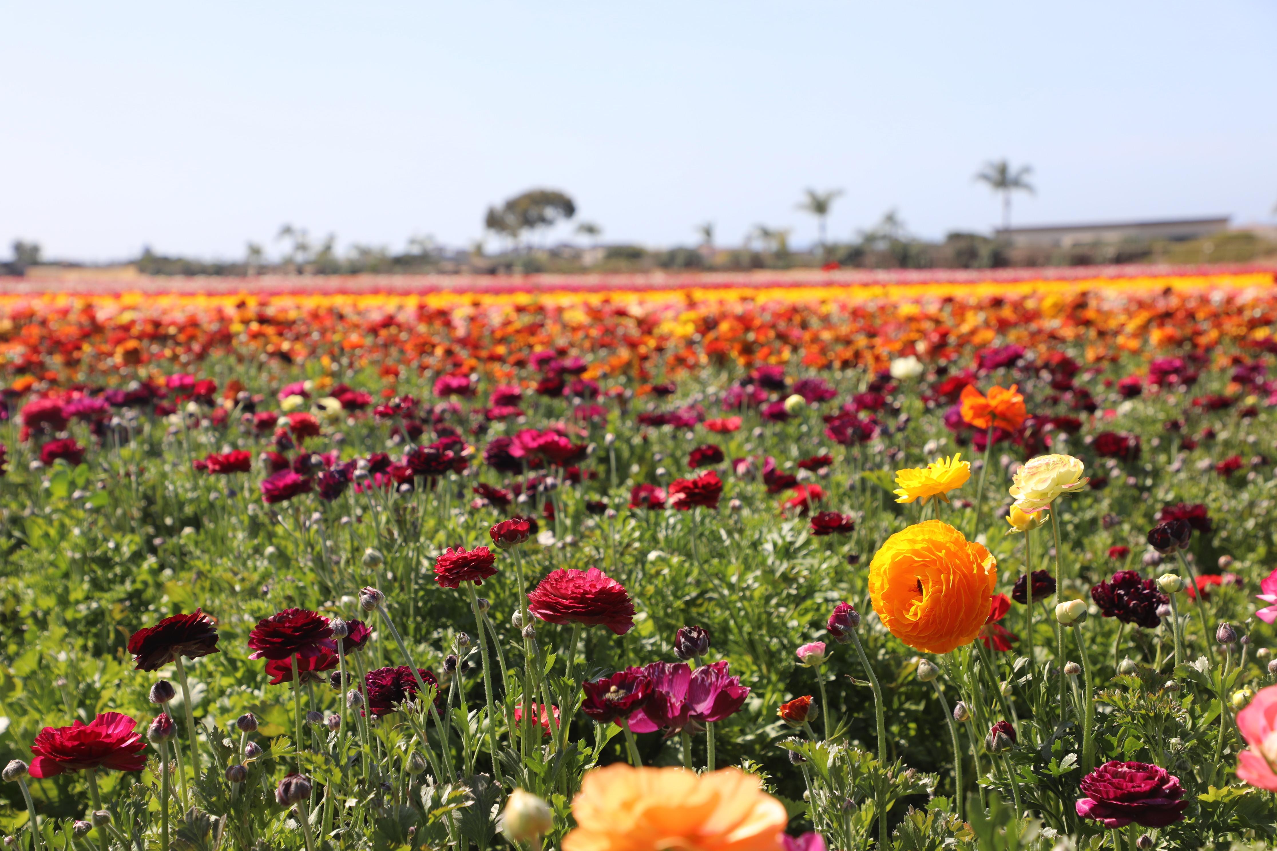 ranunculus