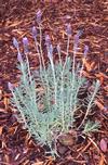 newly planted lavender in bloom