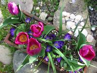 Tulips and crocus