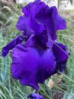 Bearded Iris