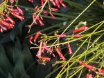 California fuchsia (Epilobium Canum)