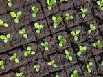 Transplanting Brassicas