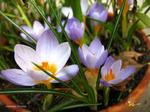 Crocus