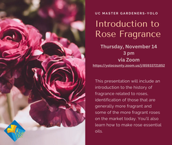 MGY Intro to Roses 11-24