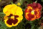 Pansies from UC IPM website