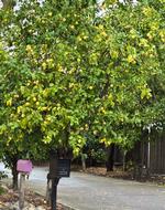 Lemon Tree