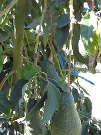 Freeze damage to avocado fruit stems_1