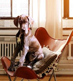 Dog in Chair