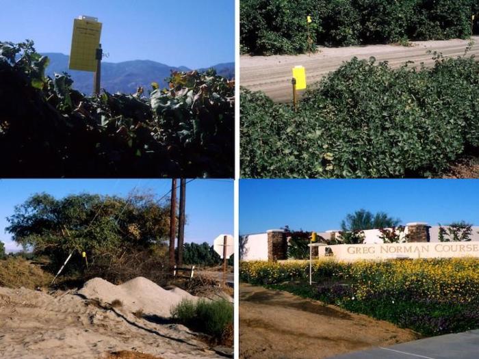 Perring Yellow traps in various locations in CV 2002