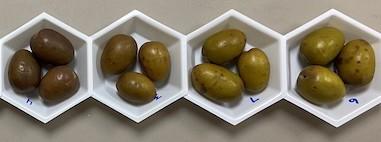 olives 2