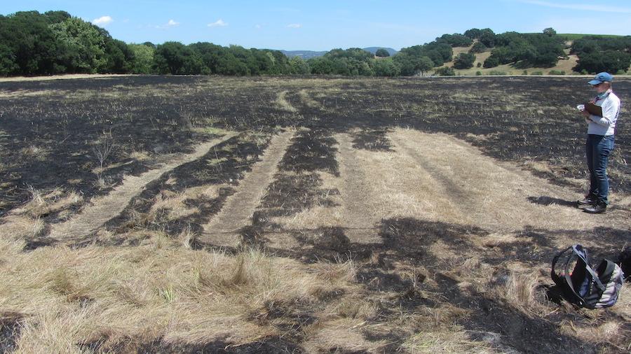 Documenting fire effects at various levels of grazing